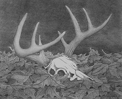 Deer skull and antlers in leaves