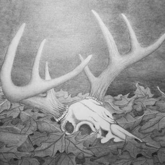 Deer skull and antlers