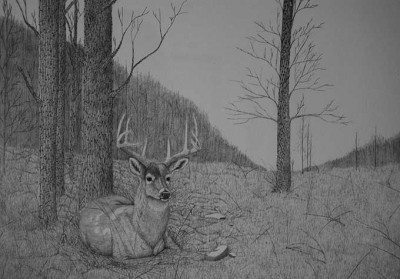 A deer alone in the woods